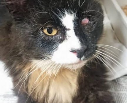 Pusle