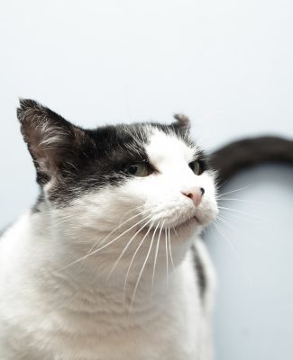 Arne