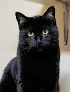 Bella