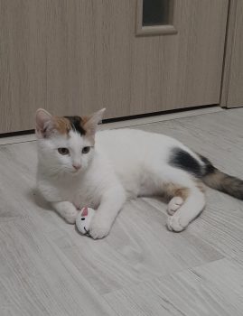 Maia