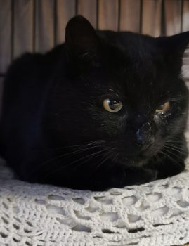 Gaston