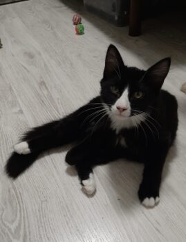 Feliks