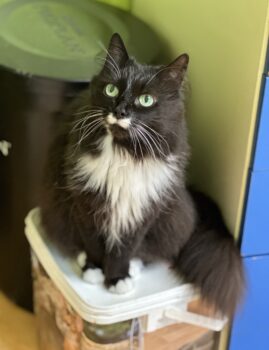 Esmeralda