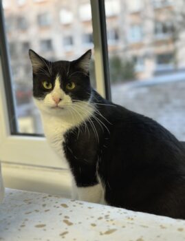 Feliks