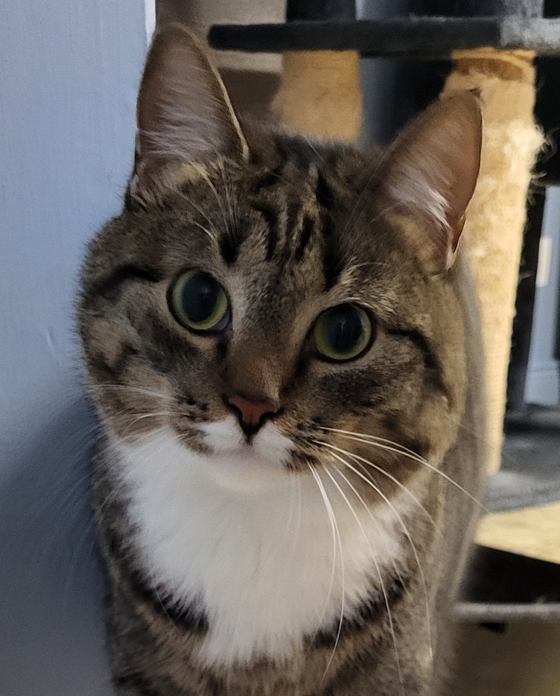 Zimba