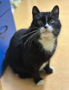 Oskar