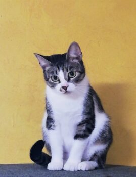 Marly