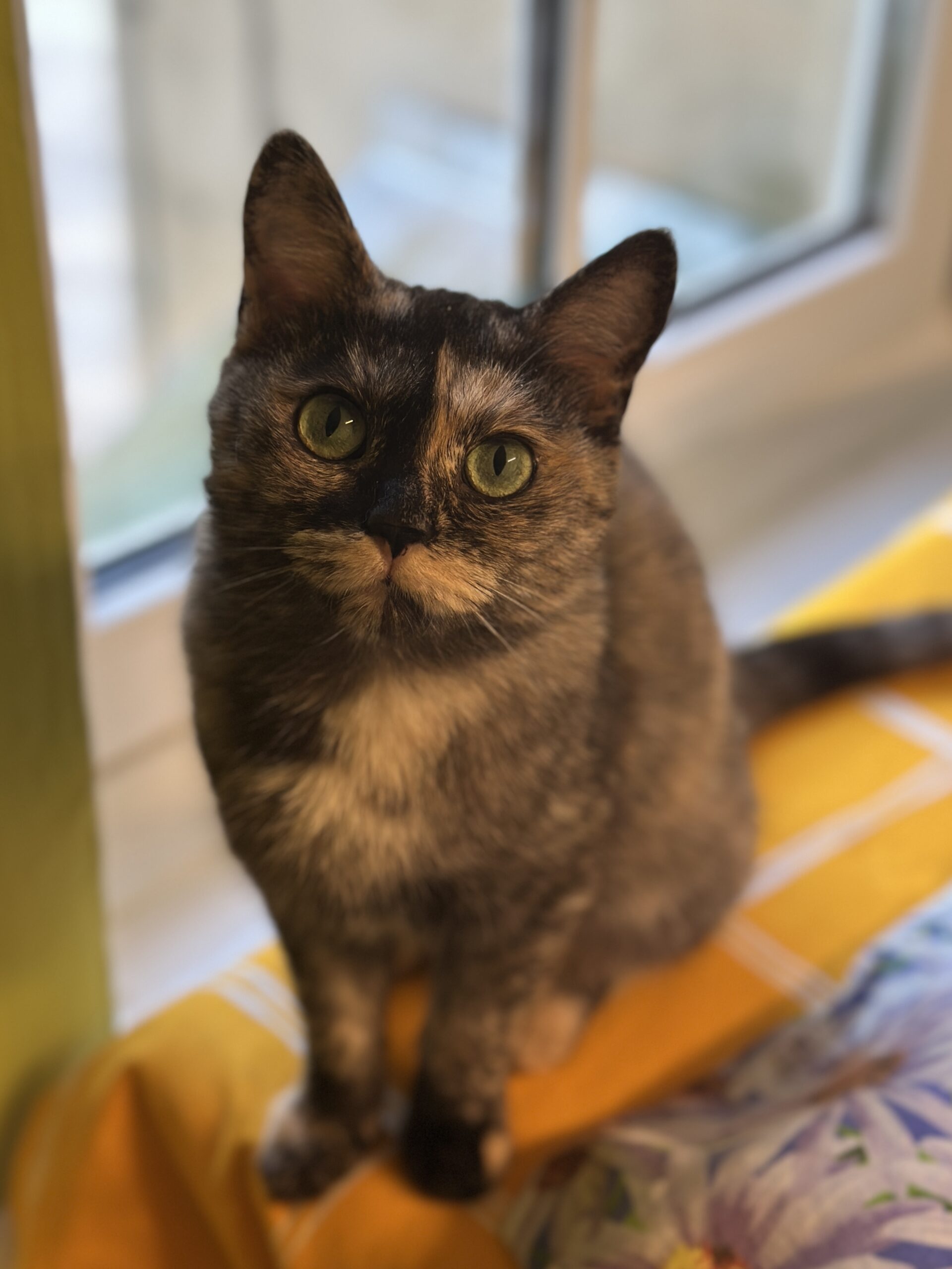 Nika