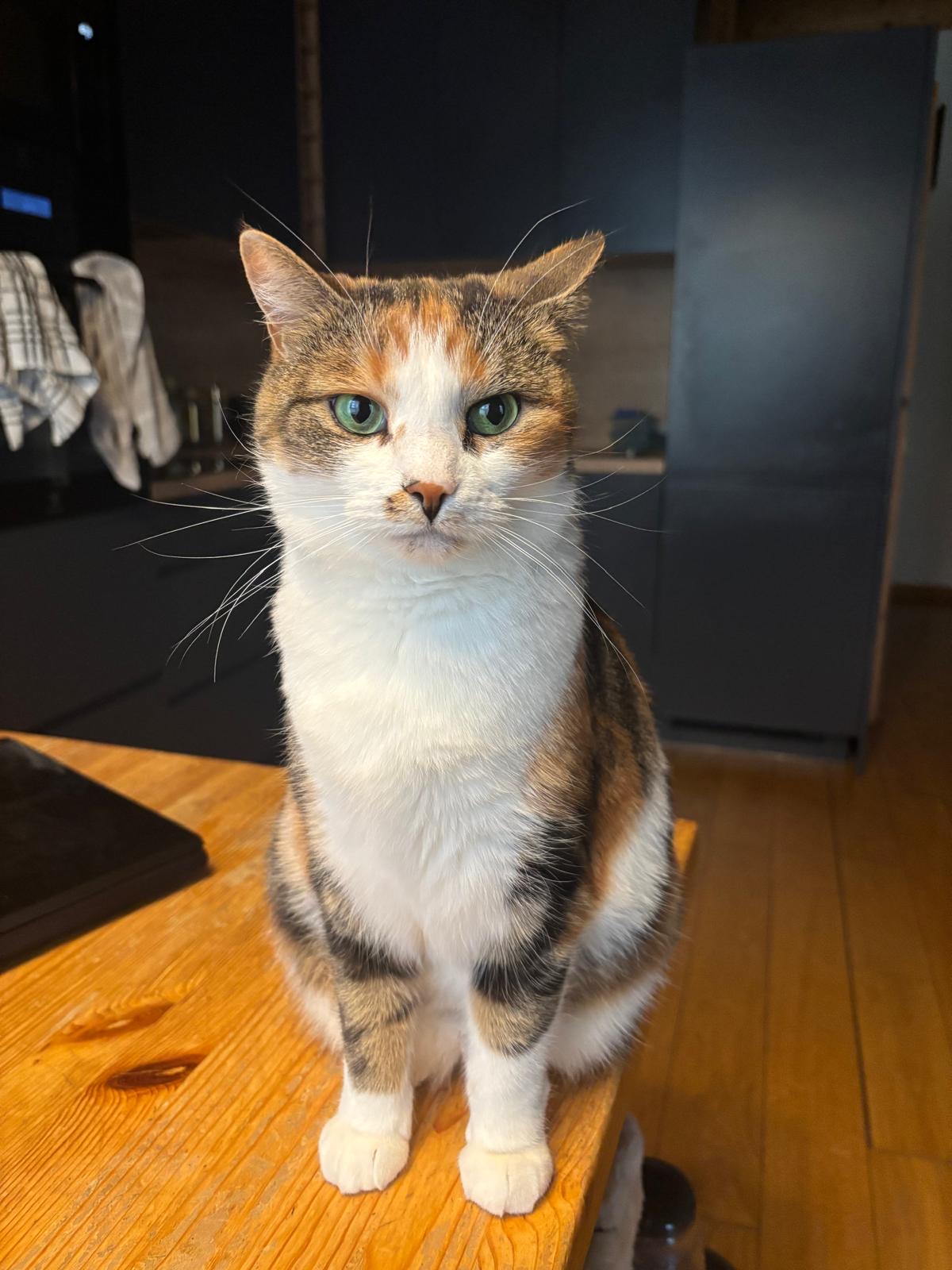 Kolmeaastane Karamell otsib kodu. Kontakt: soomreannika@gmail.com